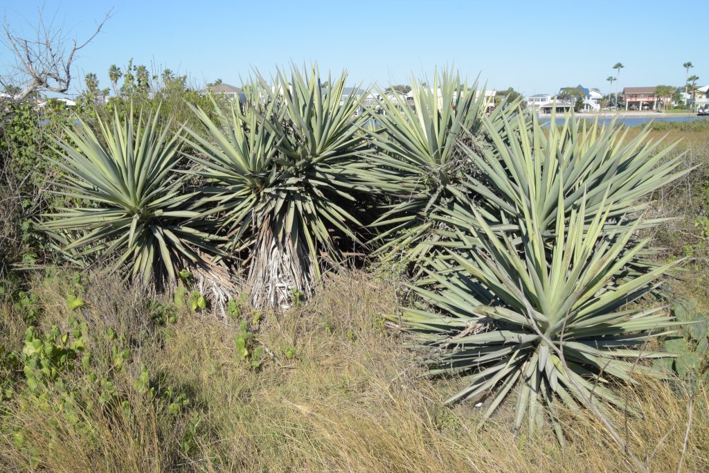 YUCCA
