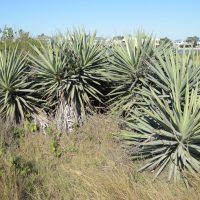 YUCCA